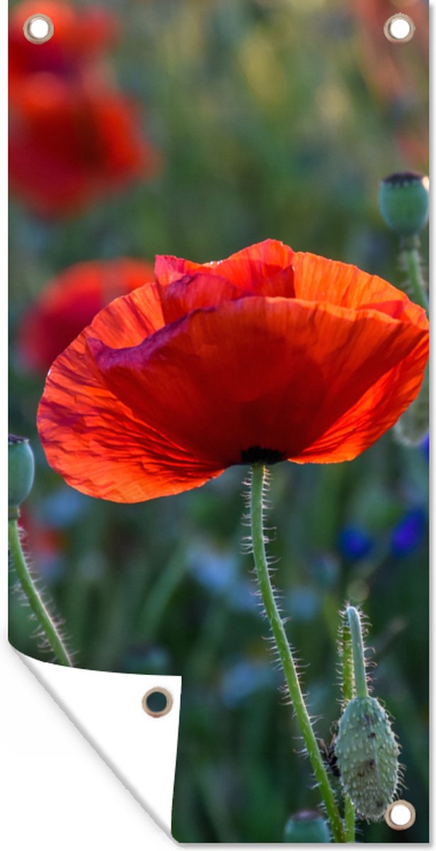 Poster Coquelicot En Couleur Sur Fond Noir Et Blanc