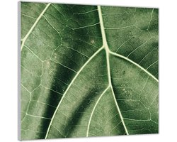 Acrylglas –Nerven van een Blad-50x50 Foto op Acrylglas (Met ophang)
