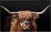 Schotse hooglander op zwarte achtergrond - Foto op Forex - 150 x 100 cm