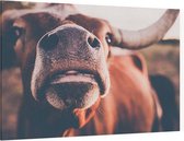 Texas longhorn van dichtbij - Foto op Canvas - 150 x 100 cm