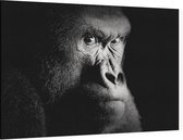Silverback gorilla op zwarte achtergrond - Foto op Canvas - 60 x 40 cm