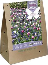 Fairytale Garden Alibaba| Bloembollen | Flower bulbs | Najaarsbloeier |Bulb les fleurs | Cadeau | 40 stuk | tulpen