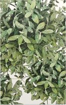 Bladpatroon 11 - Foto op Forex - 40 x 60 cm