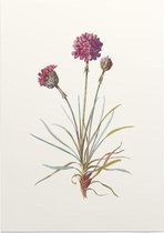 Engels Gras (Sea Thrift) - Foto op Posterpapier - 42 x 59.4 cm (A2)