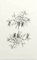 Berk zwart-wit plus (Birch) - Foto op Forex - 60 x 90 cm
