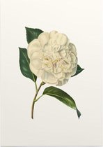 Witte Camelia Aquarel (Camelia) - Foto op Posterpapier - 42 x 59.4 cm (A2)