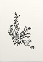 Vleugeltjesbloem zwart-wit (Milkwort) - Foto op Posterpapier - 42 x 59.4 cm (A2)