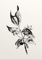 Kardinaalsmuts zwart-wit (Spindle Tree) - Foto op Posterpapier - 50 x 70 cm (B2)