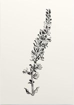 Grote Kattenstaart zwart-wit (Purple Loosestrife) - Foto op Posterpapier - 42 x 59.4 cm (A2)