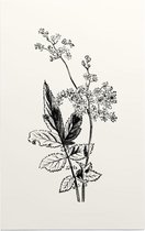 Matthiola Incana zwart-wit (Hoary Shrubby Stock) - Foto op Forex - 80 x 120 cm