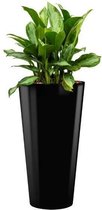 Aglaonema Silver Bay in Runner rond zwart |