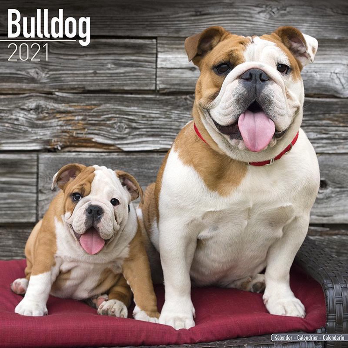 Engelse Bulldog Kalender 2021 | bol.com