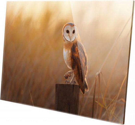 Hibou | 120 x 80 cm | Décoration murale | Animaux sur plexiglas | Peinture | Plexiglas | Peinture sur plexiglas