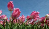 Fotobehang roze tulpen tegen blauwe lucht 450 x 260 cm