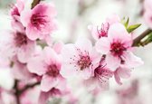 Fotobehang Cherry Blossom Flowers  | XXL - 312cm x 219cm | 130g/m2 Vlies