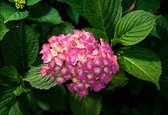 Fotobehang Flowers Hydrangea Pink | XL - 208cm x 146cm | 130g/m2 Vlies