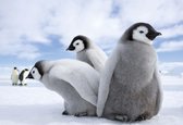 Fotobehang Penguins | XL - 208cm x 146cm | 130g/m2 Vlies