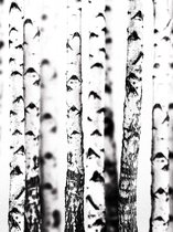 Fotobehang Birch Trees | XXL - 206cm x 275cm | 130g/m2 Vlies