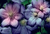 Fotobehang Purple Pink Flowers | PANORAMIC - 250cm x 104cm | 130g/m2 Vlies