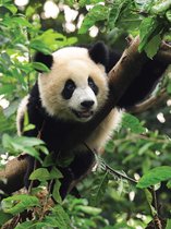Fotobehang Panda | XXL - 206cm x 275cm | 130g/m2 Vlies