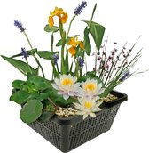 vdvelde.com - Mini Vijver Planten Set Winterhard - Wit - 1 Witte Waterlelie en 3 Bloeiende Waterplanten - Inclusief Vijvermand, Klei, Afdekgrind en Vijverplanten voeding - Van der Velde Waterplanten