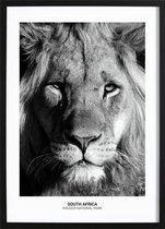 Proud Lion Poster (50x70cm) - Wallified - Natuur - Landschap - Zee - Poster - Print - Wall-Art - Woondecoratie - Kunst - Posters