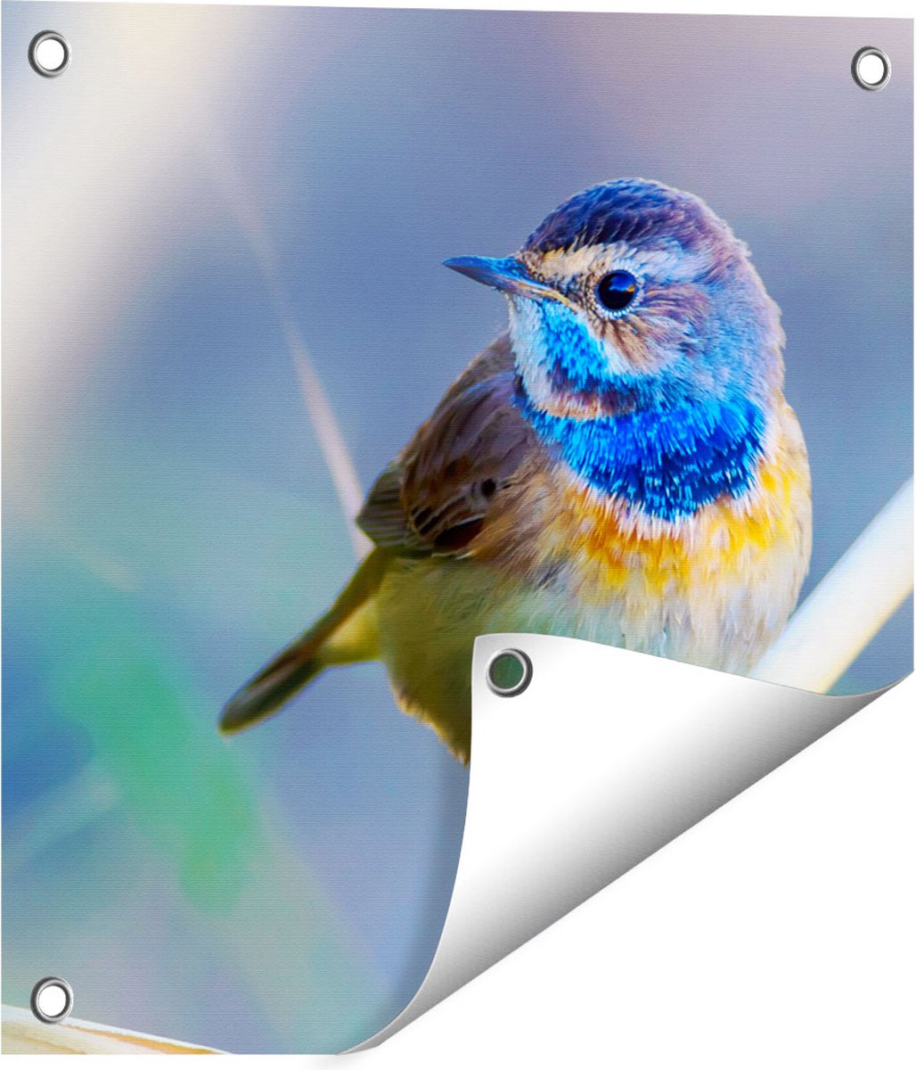 Gards Tuinposter Kleurrijke Blauwborst Vogel op een Tak - 40x40 cm - Tuindoek - Tuindecoratie - Wanddecoratie buiten - Tuinschilderij Multikleur