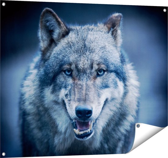 Wilde Wolf Gromt, Wordt Boos, Toont Grote Tanden, Close-up Van Een
