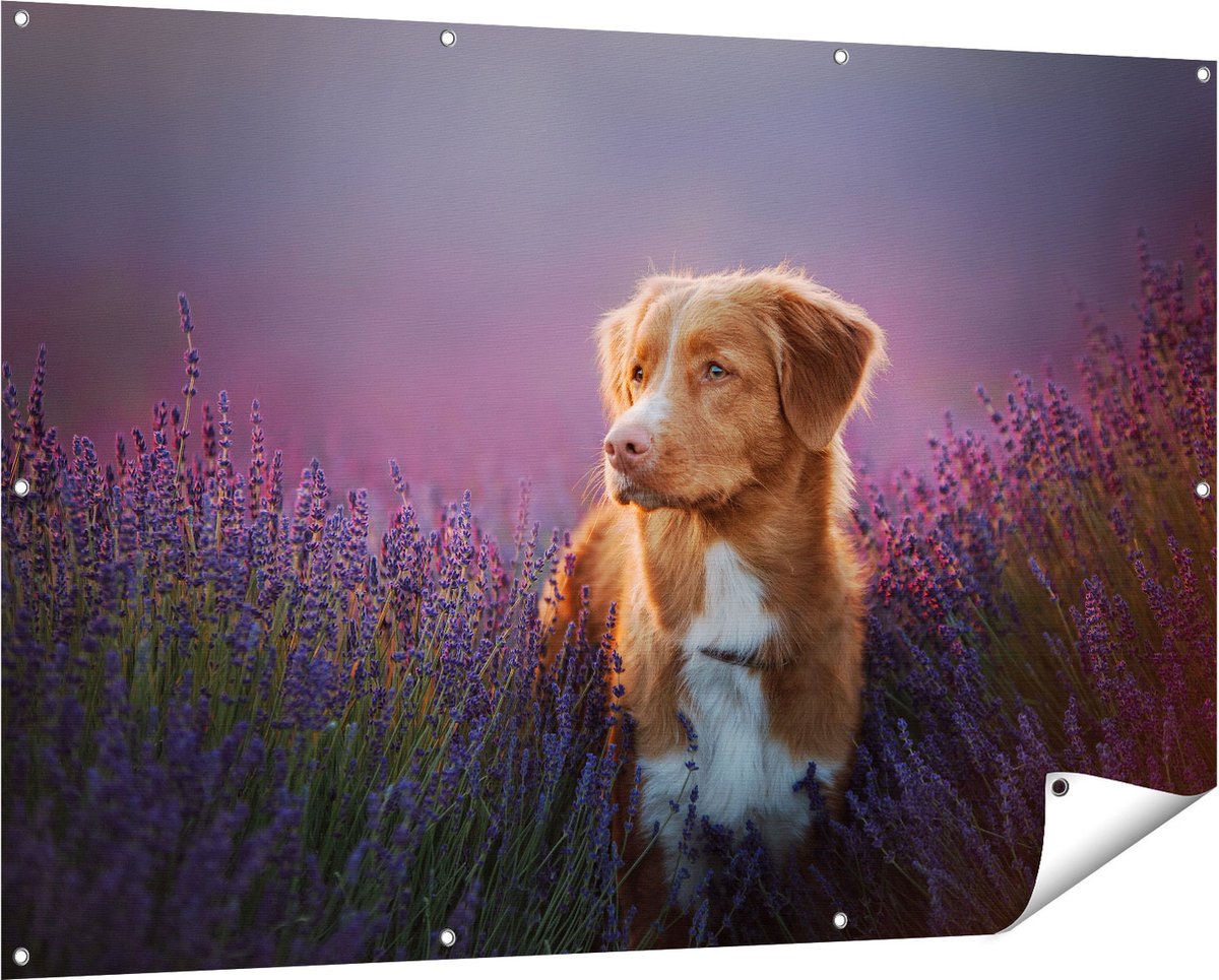 Gards Tuinposter Retriever Hond tussen de Lavendel Bloemen - 150x100 cm - Tuindoek - Tuindecoratie - Wanddecoratie buiten - Tuinschilderij Multikleur