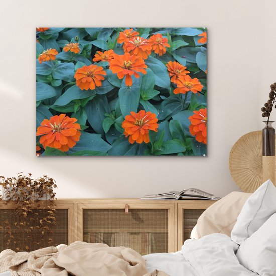 Fleurs de zinnia Oranje avec feuilles vertes Plexiglas 80x60 cm - Tirage photo sur Glas (décoration murale plexiglas)