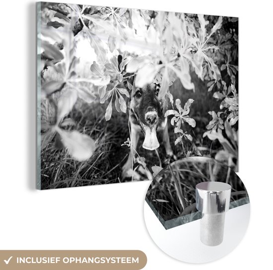 MuchoWow® Glasschilderij - Mechelse herder kijkt tussen de bladeren door - zwart wit - 150x100 cm - Acrylglas Schilderijen - Foto op Glas