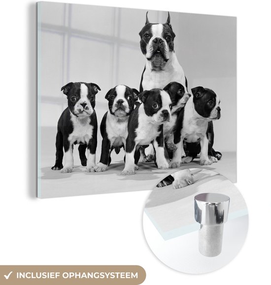 MuchoWow® Glasschilderij - Boston terrier met pups in zwart-wit - 120x90 cm - Acrylglas Schilderijen - Foto op Glas