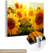 Glasschilderij - Muurdecoratie bloemen - Zonnebloem - Geel - Bloem - Glasschilderij bloemen - Foto op glas - Glazen schilderij - Acrylglas - Wanddecoratie - 160x120 cm - Schilderijen woonkamer