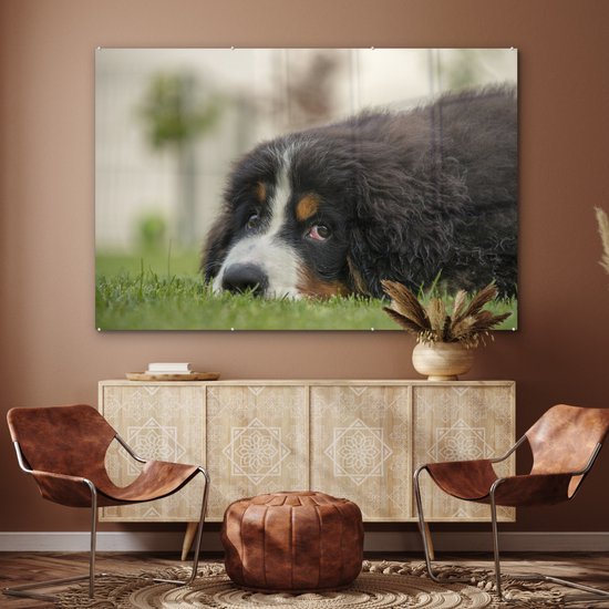 Berner couché sur la pelouse verte Plexiglas 180x120 cm - Tirage photo sur Glas (décoration murale plexiglas) XXL / Groot format!