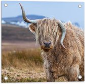 Tuinposter – Lichtgekleurde Schotse Hooglander in Natuur Landschap - 50x50 cm Foto op Tuinposter (wanddecoratie voor buiten en binnen)