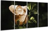 GroepArt - Glasschilderij - Bloem - Wit, Bruin, Groen - 160x80cm 4Luik - Foto Op Glas - Geen Acrylglas Schilderij - 6000+ Glasschilderijen Collectie - Wanddecoratie