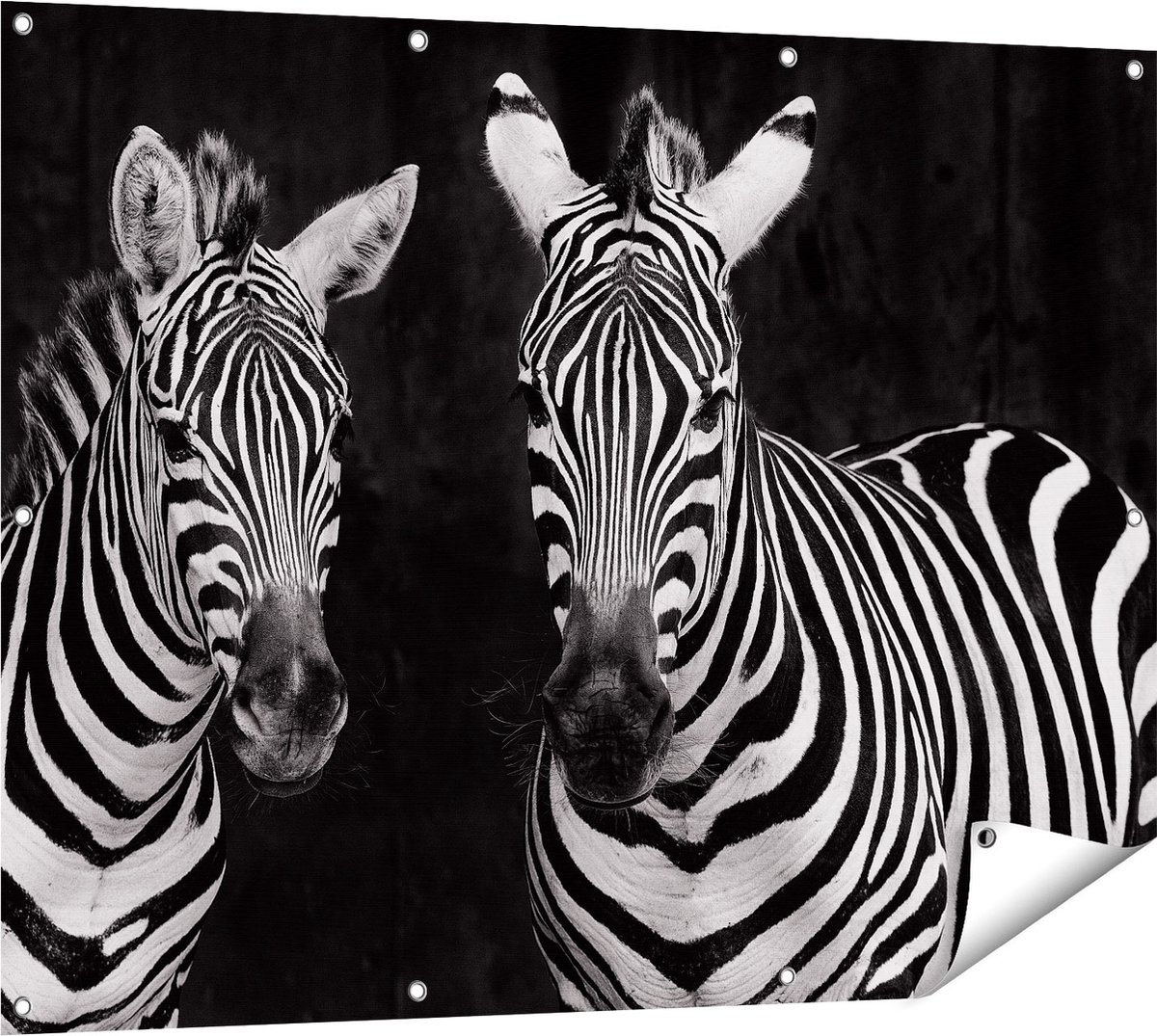 Gards Tuinposter Twee Zebra's - Zwart Wit - 120x90 cm - Tuindoek - Tuindecoratie - Wanddecoratie buiten - Tuinschilderij Multikleur