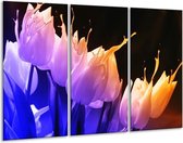 GroepArt - Schilderij -  Tulp - Oranje, Paars, Blauw - 120x80cm 3Luik - 6000+ Schilderijen 0p Canvas Art Collectie