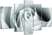 Glasschilderij Roos, Bloem - Grijs, Groen - 170x100cm 5Luik - Foto Op Glas - Geen Acrylglas Schilderij - 6000+ Glasschilderijen Collectie - Wanddecoratie