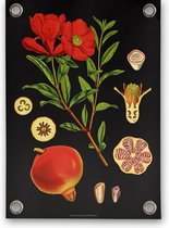 Villa Madelief Tuinposter botanisch granaatappel - 70x100cm - Vinyl - Tuindecoratie - Schuttingposter - Tuindoek - Buitenposter voor in de tuin - Waterafstotend - Botanische Collectie