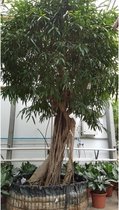 Ficus maclellandii 'Alii' - Jungle Boom 340-350cm