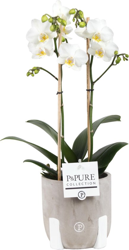 Orchidée Phalaenopsis Tablo à 2 branches avec cache-pot en céramique. Le cache-pot 12 cm