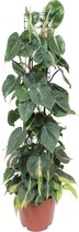 Philodendron scandens Brasil in zuilvorm ↑ 115-125cm - Ø 24cm