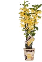 Orchidee van Botanicly – Bamboe Orchidee – Hoogte: 50 cm, 3 takken, Gele bloemen – Dendrobium nobile Chyomi