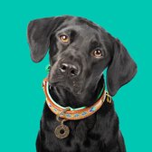 DWAM Dog with a Mission Halsband Hond – Hondenhalsband – Goud – M – Leer – Nekomvang tussen 32-39 x 2,5 cm – Indi Moon