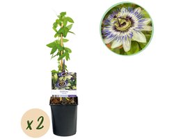 Green boutiQ - Passiebloem - Passiflora caerulea - Bloem Blauw met Groen Wit - Weinig onderhoud - 2 planten - Pot 11cm Hoogte 40cm