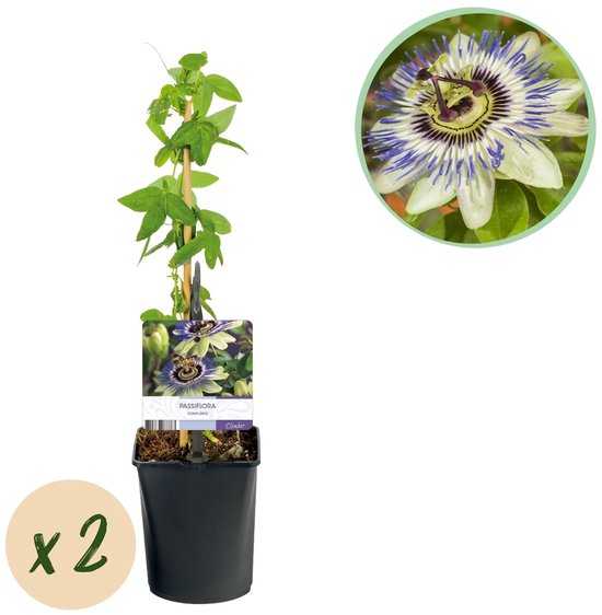 Green boutiQ - Passiebloem - Passiflora caerulea - Bloem Blauw met Groen Wit - Weinig onderhoud - 2 planten - Pot 11cm Hoogte 40cm