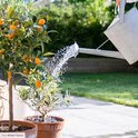 Hand met zinken gieter die water sproeit op een kleine boom met oranje vruchten in een tuin.