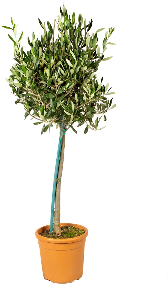 Bloomique - Olea Europaea - Olijfboom op Stam - Tuinplanten - Winterhard - Hoogte 80-100 cm - Pot 19 cm