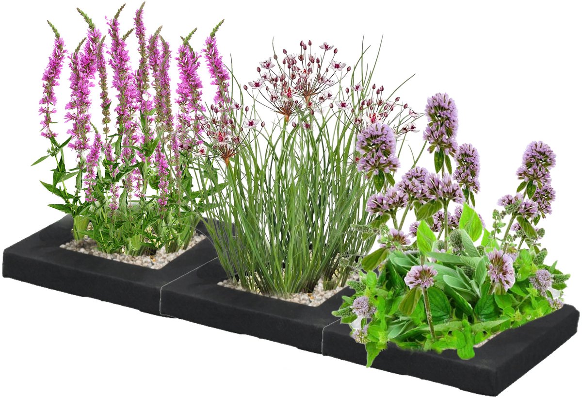 vdvelde.com - Anti-muggen vijvereiland 75x25 cm - Compleetset met 12 waterplanten en drijfringen - Natuurlijke muggenbestrijding - Reinigt water en vermindert algen - Winterhard